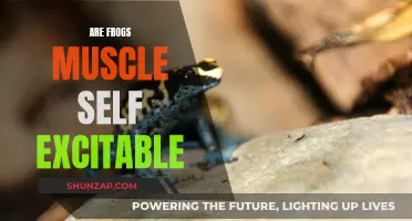 Muscle Excitability in Frogs: What Triggers Their Jump?