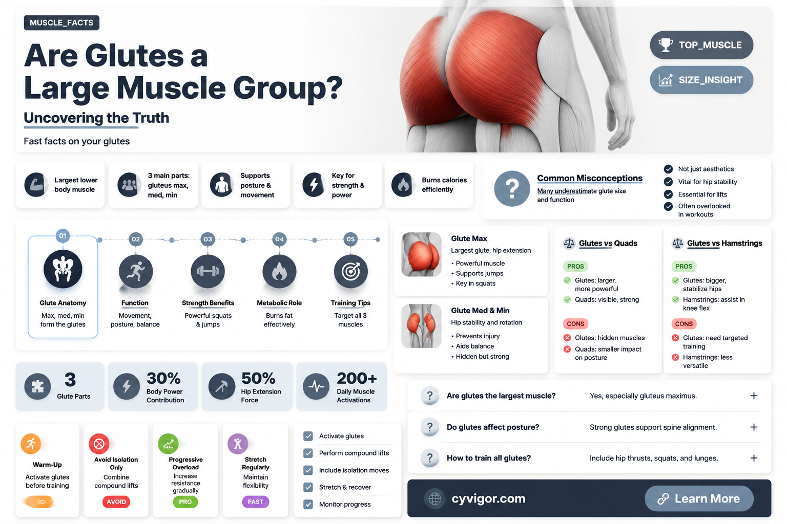 are glutes considered a large muscle group