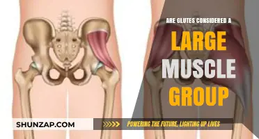 Are Glutes a Large Muscle Group? Uncovering the Truth