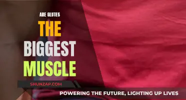 Glutes: The Largest Muscle in the Human Body?