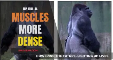 Gorillas' Muscles: Dense Powerhouses of the Primate World