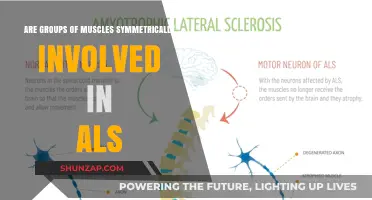 Muscle Symmetry in ALS: Are Groups Equally Affected?