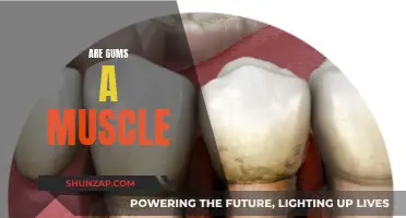 Chewing the Facts: Are Gums Muscles or Something Else?