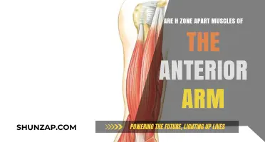 Are H-Zone Apart Muscles Key to Anterior Arm Strength?