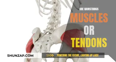 Hamstrings: Unraveling the Muscle and Tendon Mystery