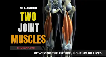 Hamstring Muscles: Two-Joint Powerhouses for Movement