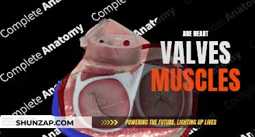 What Are Heart Valves Made Of?