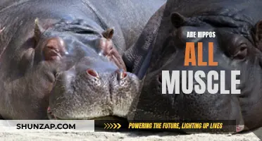Hippos: Muscular Marvels or Misunderstood Mammals?
