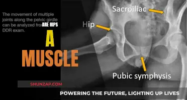 What Are Hips Made Of? Exploring the Anatomy of Hips