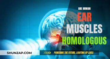 What Muscles in Human Ears Are Homologous?
