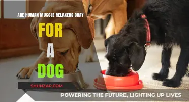 Can Dogs Safely Take Human Muscle Relaxers? Vet Advice