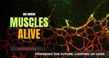 The Intriguing Nature of Human Muscles: Alive or Not?