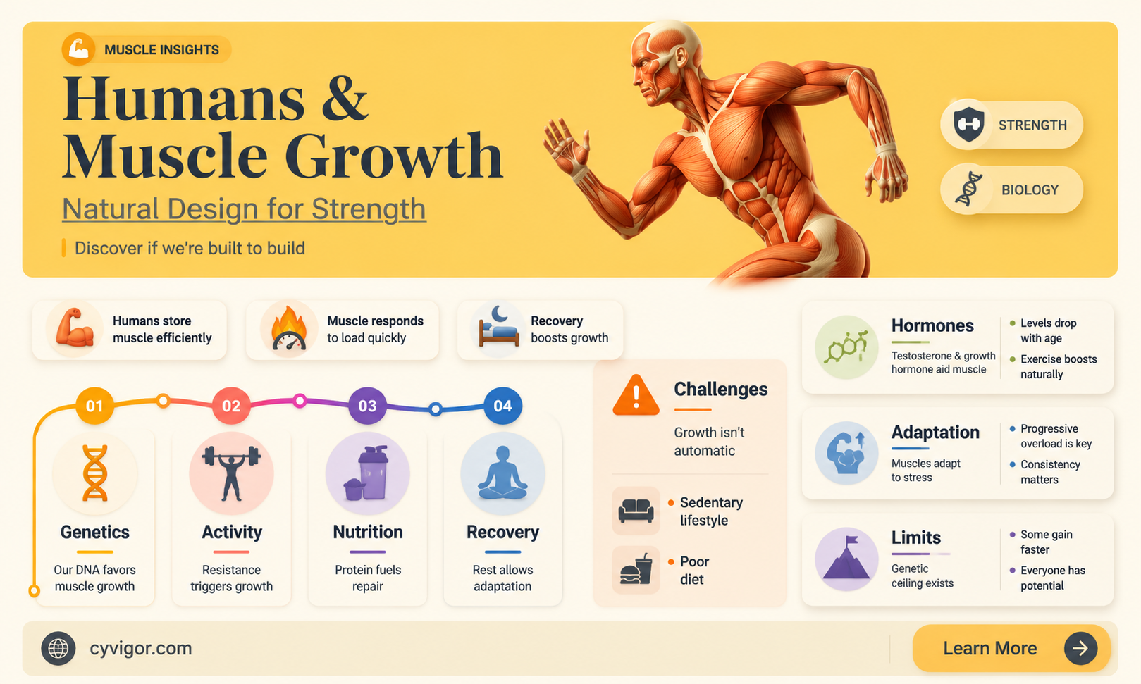 are humans meant to grow muscle