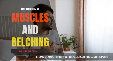 Belching and Intercostal Muscles: What's the Connection?