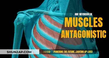 Intercostal Muscles: Antagonistic or Synergistic Partners?