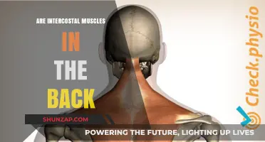 Exploring Anatomy: Are Intercostal Muscles Located in the Back?