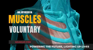 Understanding the Nature of Intercostal Muscles