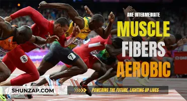 Muscle Fiber Type: Aerobic or Anaerobic?