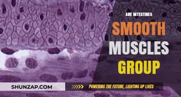 Are Intestines Smooth Muscles? Understanding the Digestive System's Mechanics