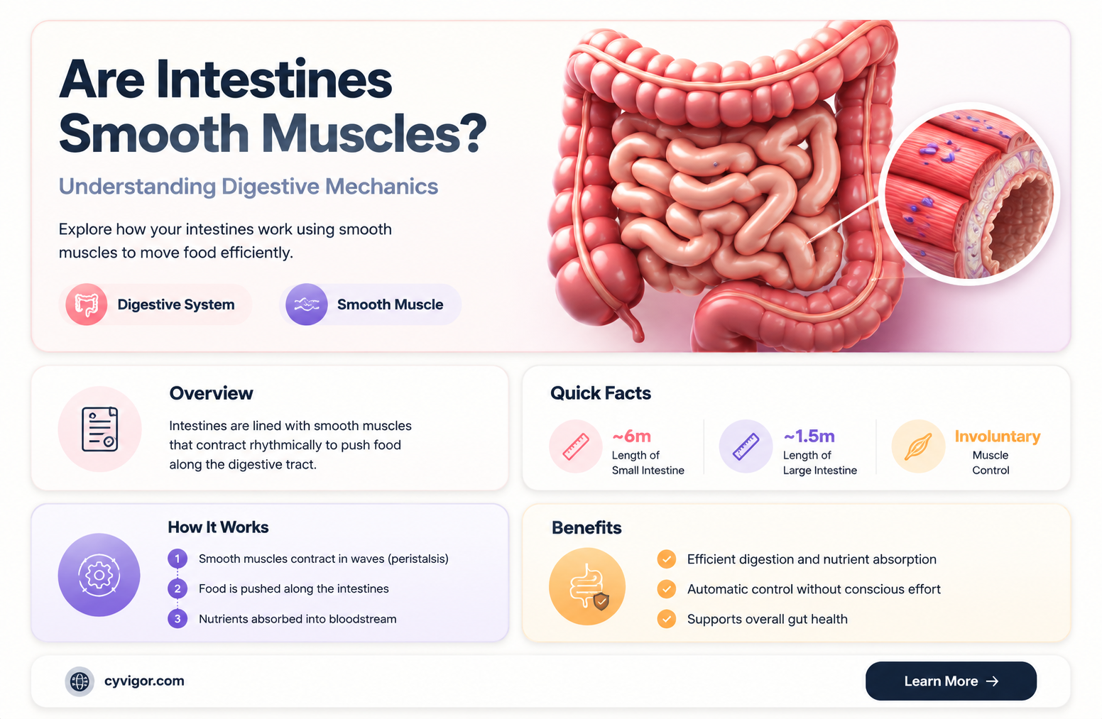 are intestines smooth muscles group