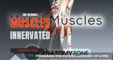 Understanding Intrinsic Muscle Innervation: An In-Depth Exploration