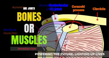 What Are Joints? Muscles, Bones, or Something Else?