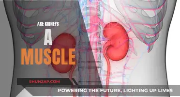 What Are Kidneys Made Of? Exploring Kidney Anatomy