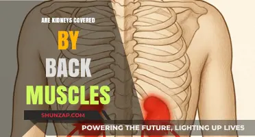 Exploring the Anatomy: Are Kidneys Protected by Back Muscles?