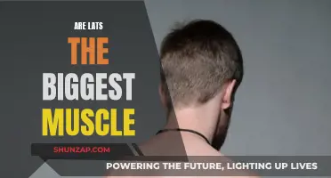 The Lats: Largest Back Muscles or Not?