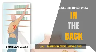 Unveiling the Truth: Are Lats the Largest Muscle in the Back?