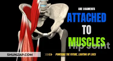 Ligaments and Muscles: What's the Connection?