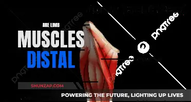 Limb Muscles: Distal or Not?