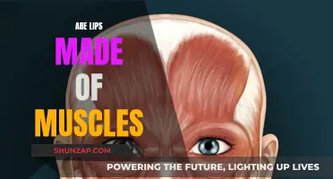 Muscular Mystery: What Are Lips Made Of?