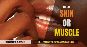 The Mystery Behind Lips: Skin or Muscle?