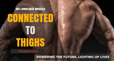 Exploring the Connection: Lower Back Muscles and Thighs