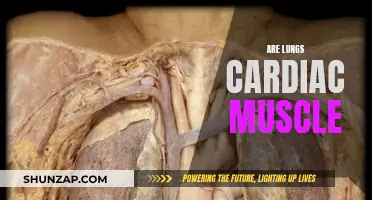 Lungs and Cardiac Muscle: What's the Relationship?