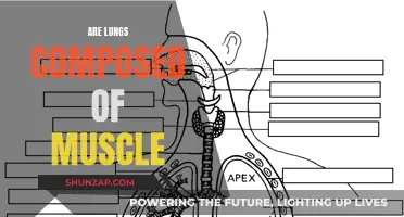 Lungs: Muscular or Not?