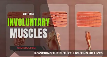 Understanding the Nature of Our Lung Muscles