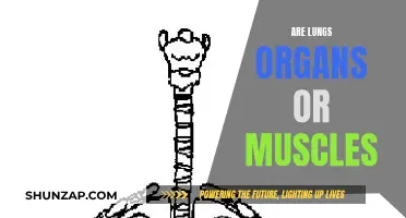 Lungs: Organs or Muscles? Understanding Their Function and Nature