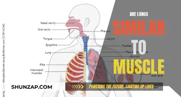 Lungs and Muscles: What Are Their Similarities?