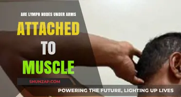 Are Underarm Lymph Nodes Connected to Muscles? Facts Explained