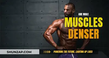 The Science Behind Male Muscles: Are They Denser?
