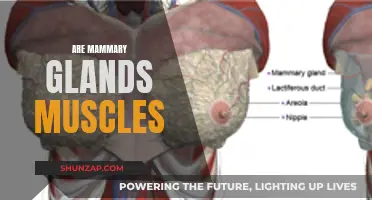 Mammary Glands: Muscular or Not?