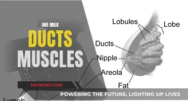 Exploring Milk Ducts: Are They Muscles or Something Else?