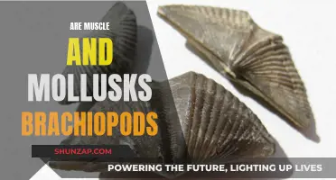 Mollusks, Brachiopods, and Muscles: What's the Difference?