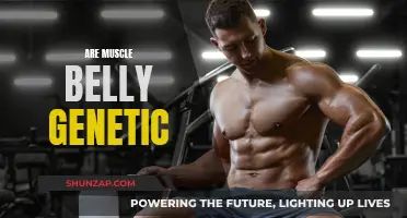 Muscle Belly Genetic Makeup: What's Your Fate?