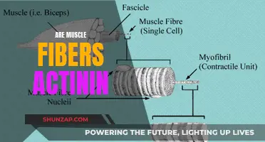 Actinin's Role in Muscle Fibers Explained