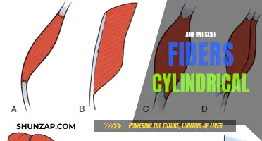 Muscle Fibers: Cylindrical or Not?