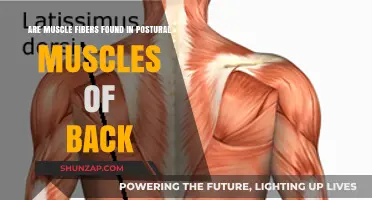 Exploring the Anatomy: Muscle Fibers in Postural Back Muscles