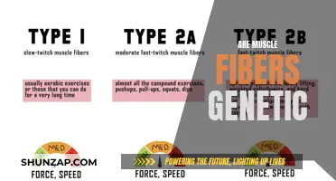 Muscle Fibers: Are Their Traits Genetically Inherited?